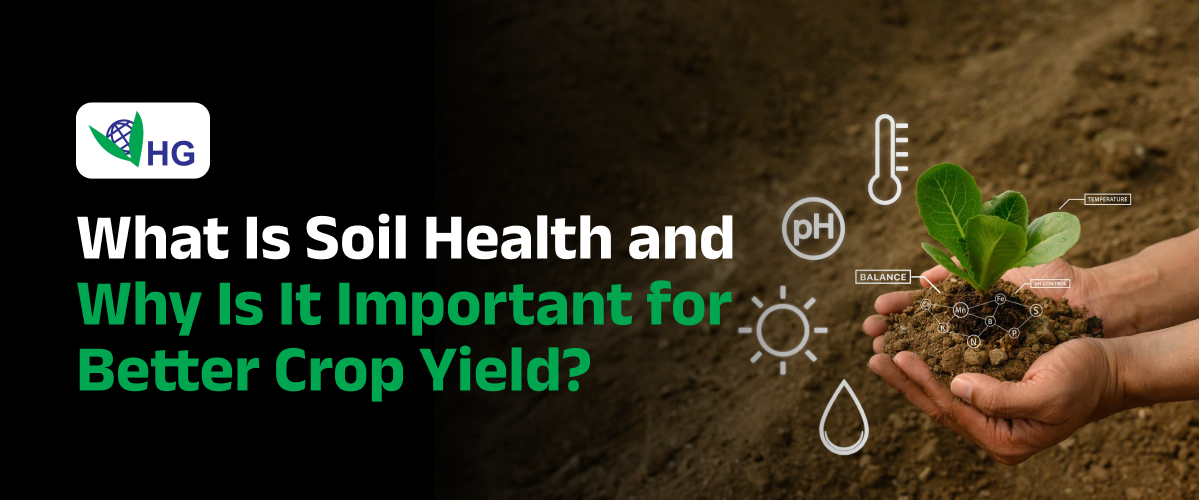 What Is Soil Health and Why Is It Important for Better Crop Yield?