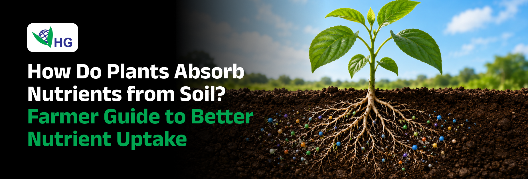 How Do Plants Absorb Nutrients from Soil? Farmer Guide to Better Nutrient Uptake