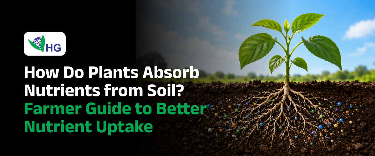 How Do Plants Absorb Nutrients from Soil? Farmer Guide to Better Nutrient Uptake